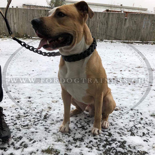 Laisse et collier pour Bouledogue amricain/Amstaff