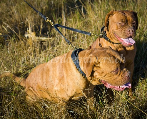 Laisse accouple pour gros chiens - Dogues de
Bordeaux