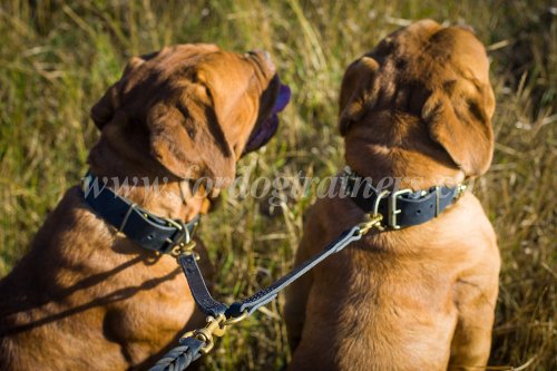 Laisse accouple solide, adapte aux Dogues de
Bordeaux