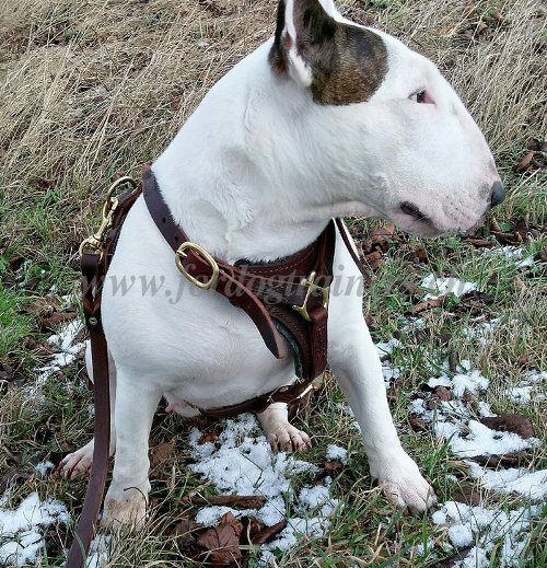 Laisse de marche pour Bull Terrier