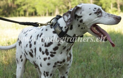 Laisse de marche pour Dalmatien Top Qualit