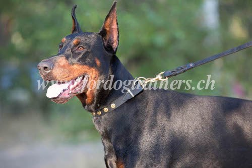 Laisse en cuir pour Dobermann