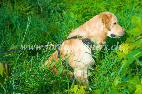 Laisse de marche pour Golden Retriever