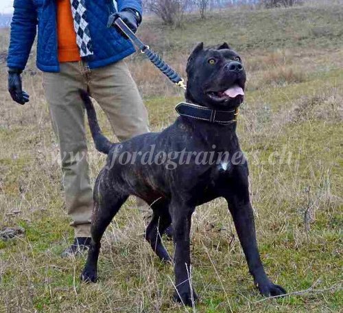 Collier lgant pour Bandog