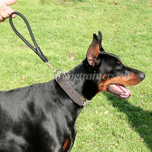 Laisse pratique
pour Dobermann