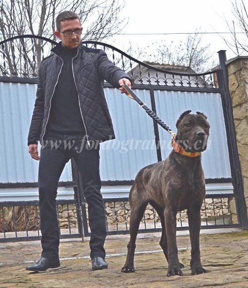 Laisse de luxe pour Bandog