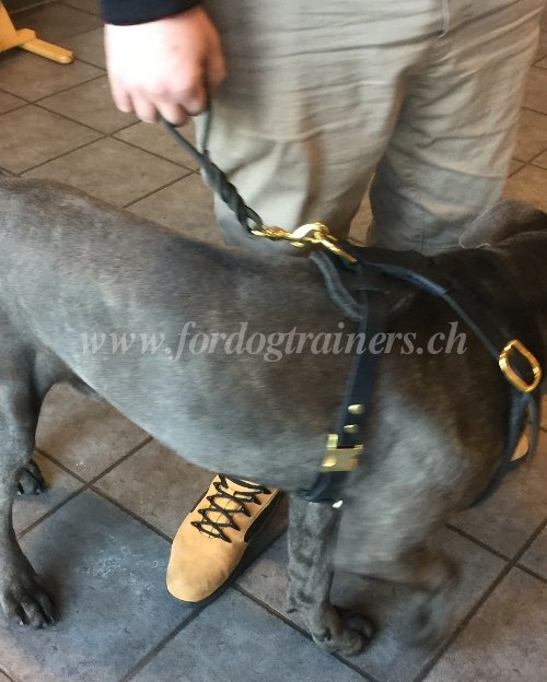 Laisse solide fabriqu  la main pour Cane Corso