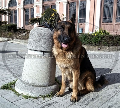 Laisse pour chien poigne confortable en cuir