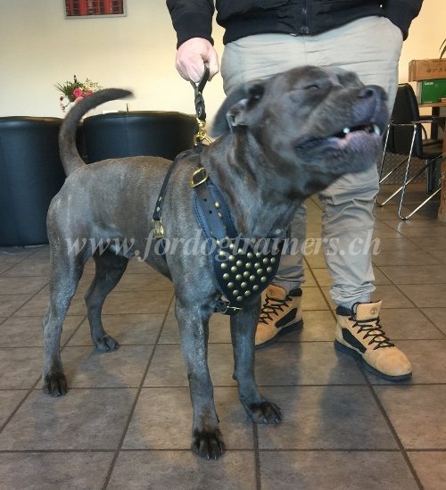 Laisse extra courte pour Cane Corso