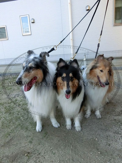 Laisse pour un border collie en cuir