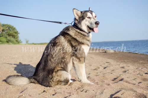 Collier et laisse pour Malamute