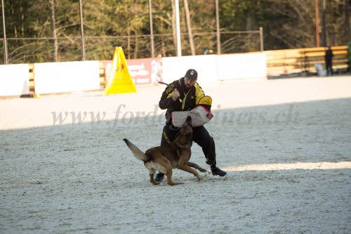 quipement pour dressage
canin