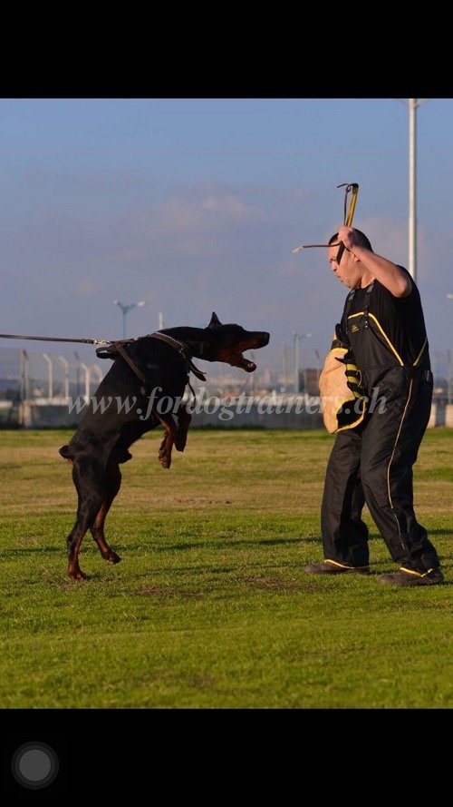 Harnais Confort et Solidit pour Dobermann