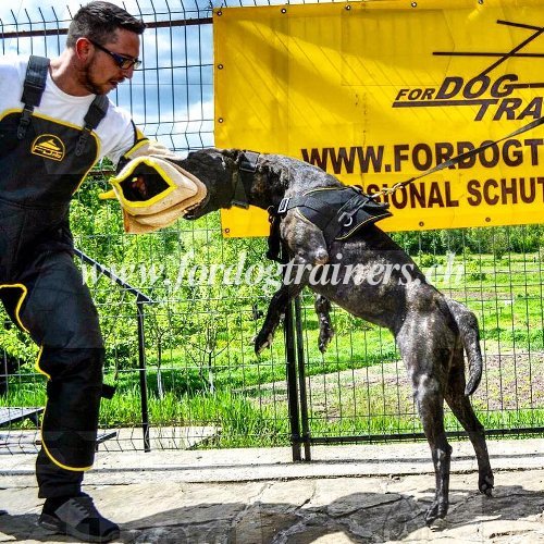 Matriel professionnel pour dressage du Bandog