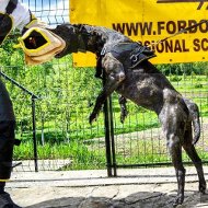 Hundetraining Beiarm aus Nylcott fr Bandog