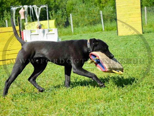 Manchette de
dressage pour Dogue des Canaries