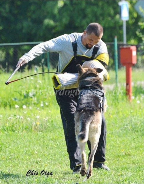 Matriel de dressage au mordant Fordogtrainers