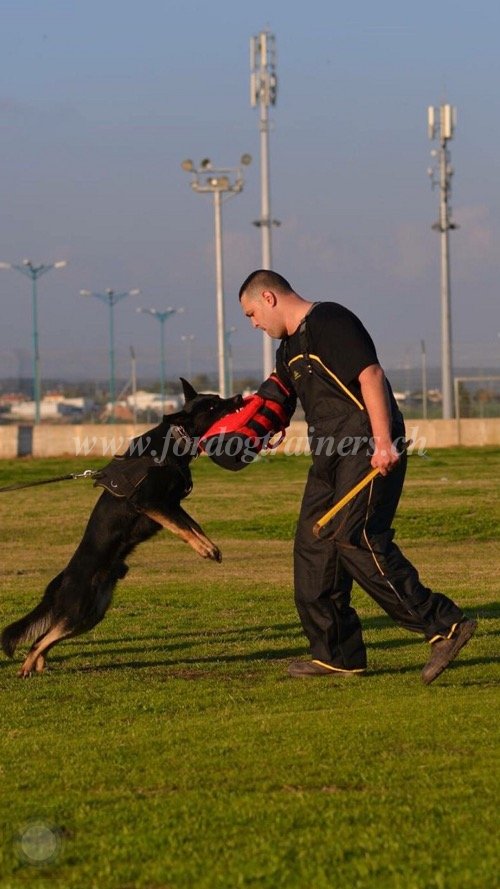 Matriel de dressage pour chien de Berger