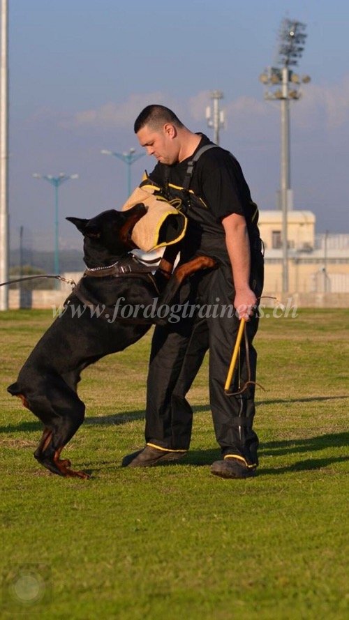 Haranis pour Dobermann