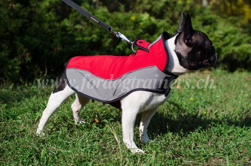 Harnais gilet pour Bouledogue franais