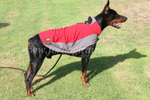 Gilet pour Dobermann