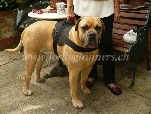 Harnais en polyester pour Mastiff d'Afrique du Sud
/Boerboel/