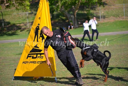 quipement pour sport canin