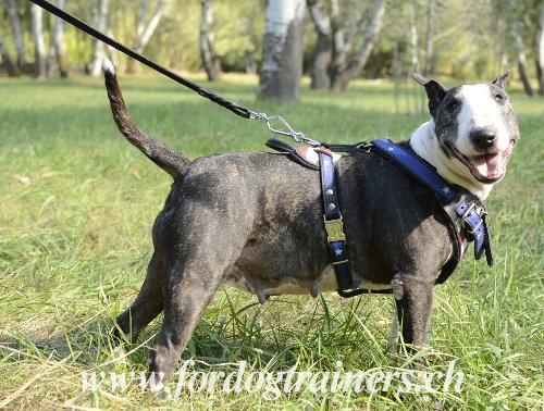 Matriel pour Bull Terrier