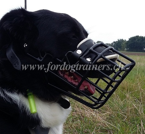 Muselire panier de fer pour Border Collie