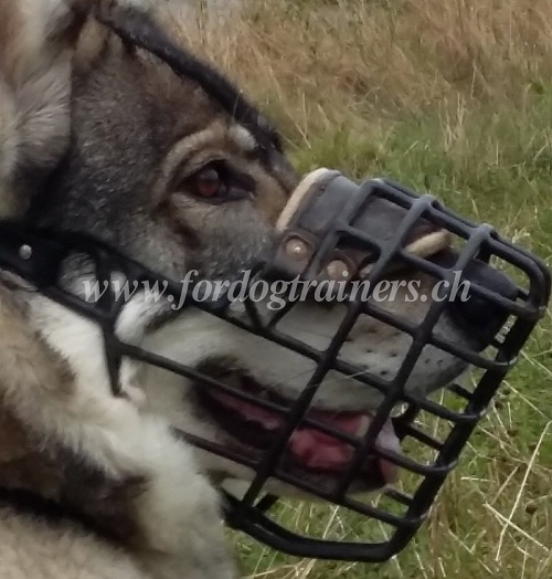 Muselire confort pour Malamute d'Alaska