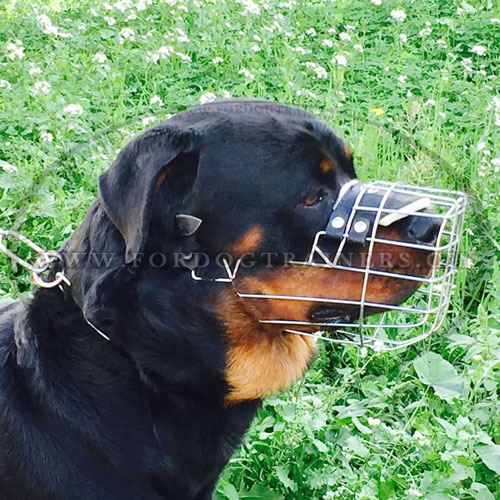 Muselire cage Rottweiler