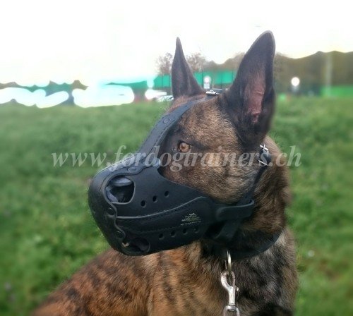 Muselire en cuir pour chien