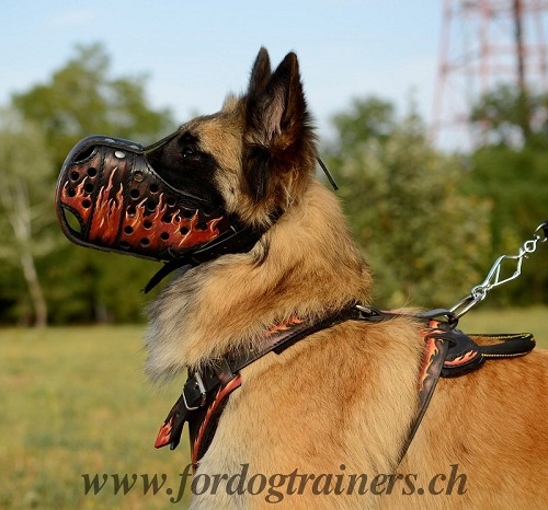 Muselire en cuir pour chien de Tervueren
Enflamm