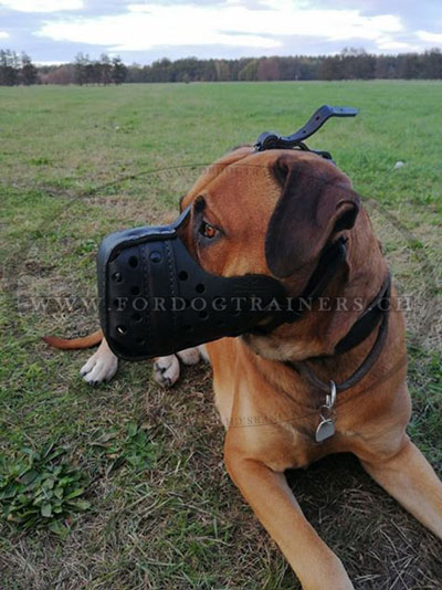 Museliere pour chien en cuir boerboel molosse