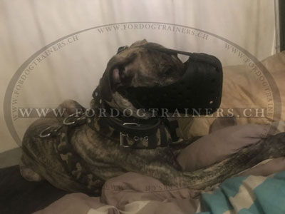 Muselire presa canario en cuir