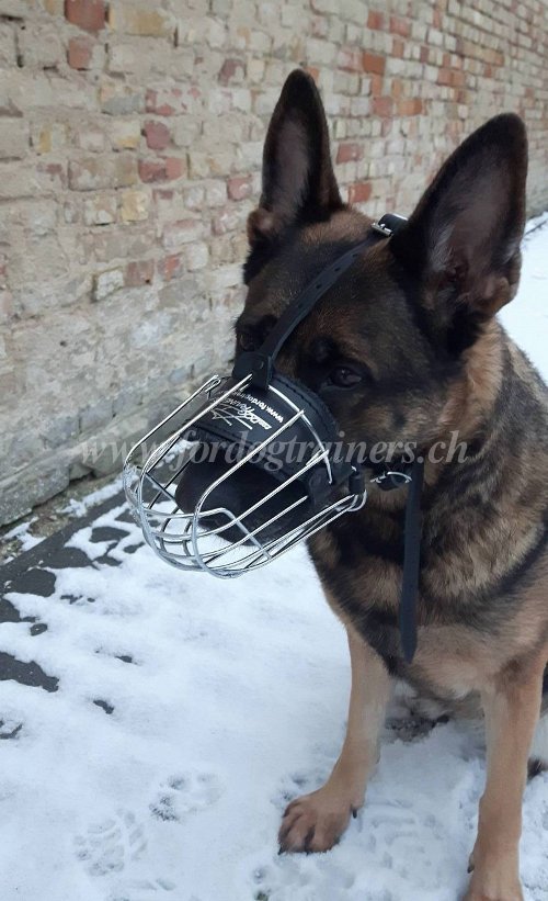 Muselire en fil de fer pour Malinois