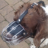 Springer Spaniel Maulkorb aus Draht Schweiz