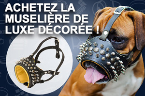 Achetez la muselire de luxe dcore
pour votre chien