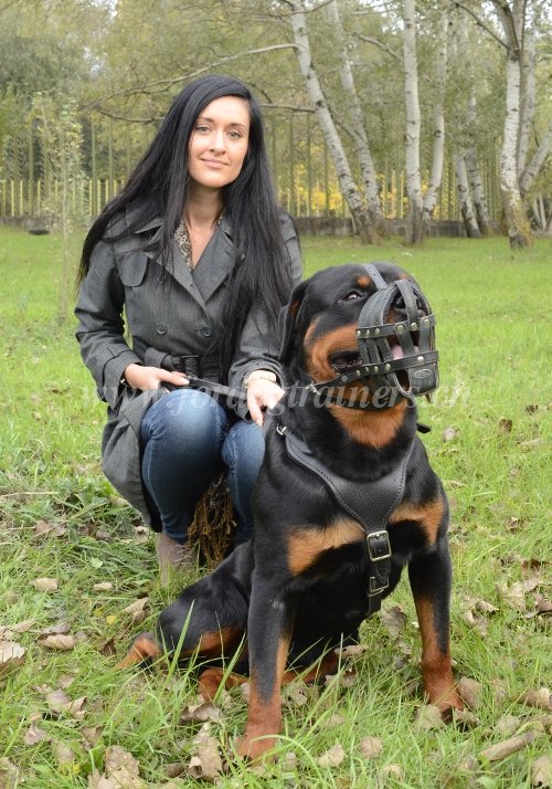 Muselire et harnais en cuir pour Rottweiler