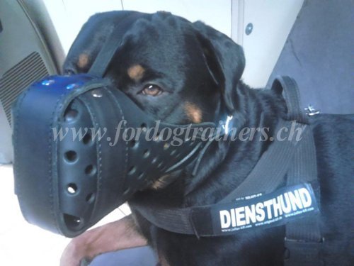 Robuster Maulkorb fr den Rottweiler