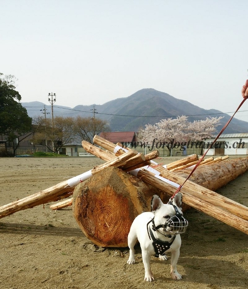 Muselire solide pour Bouledogue franais