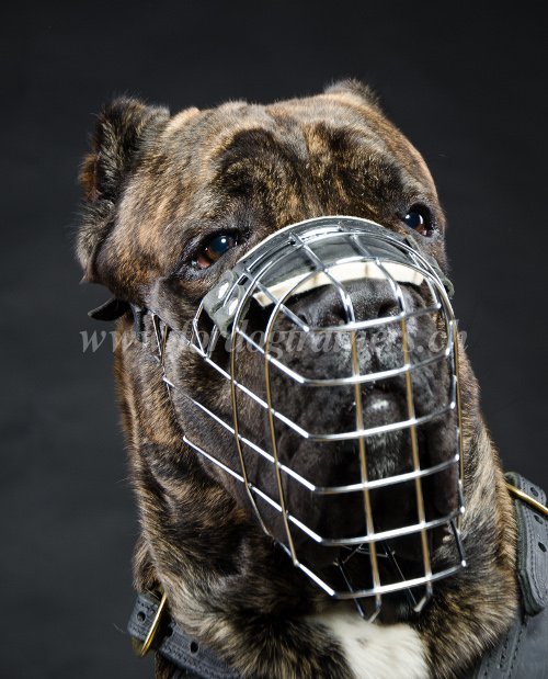 Muselire grillage pour Cane Corso