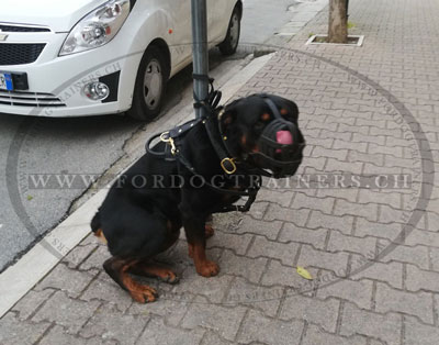 rottweiler muselire obligatoire en cuir souple