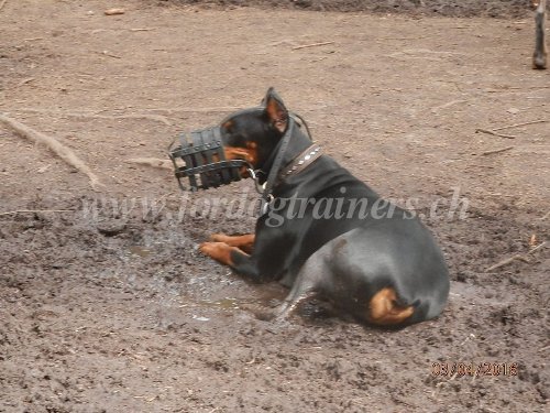 Muselire panier en cuir pour Dobermann