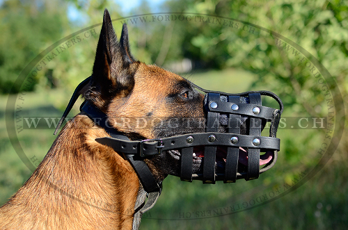 Muselire panier en cuir pour Malinois