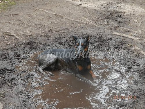 Muselire cuir pour Dobermann