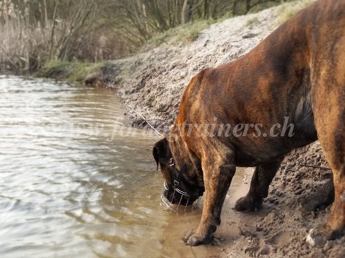 Muselire de qualit pour Boerbull