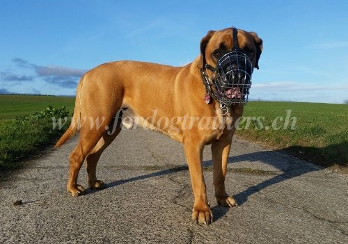 Muselire en acier pour Boerbull