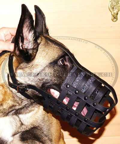 Muselire malinois cuir quotidienne