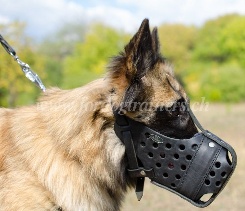 Matriel pour Chien de Tervueren